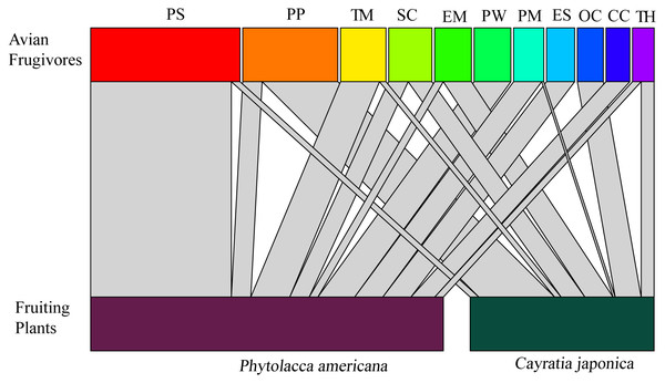 Correspondence relationship between avian frugivores and fruiting plants based on feeding behaviors.
