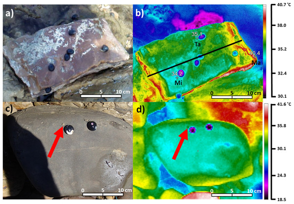 Digital photograph (A) and thermal image (B) of Nerita atramentosa on the lower surface of a quartzite boulder (range: 40.4–34.2 = 6.2 °C).