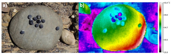Example digital photograph (A) and thermal image (B) showing the spatial separation of snails from boulder-surface maxima for 10 Nerita atramentosa and one Diloma concameratum on the lower surface of grey siltstone.