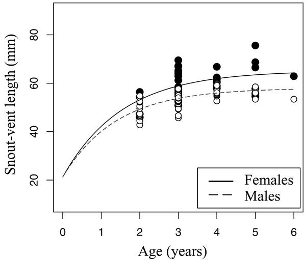 Growth pattern of Pelobates fuscus males and females within sample B (2012–2014).