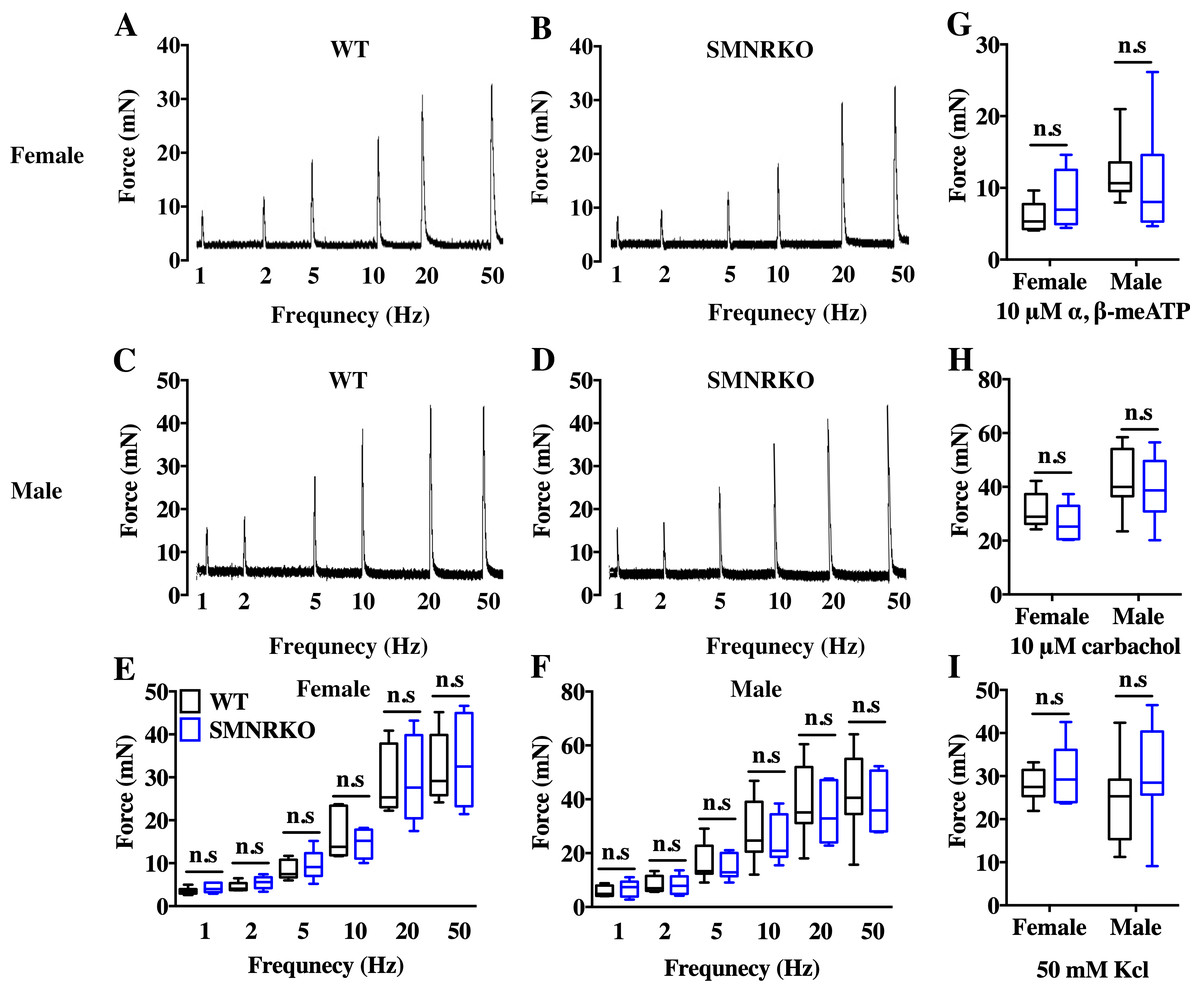 NMDAR in bladder smooth muscle is not a pharmacotherapy target for  overactive bladder in mice [PeerJ]