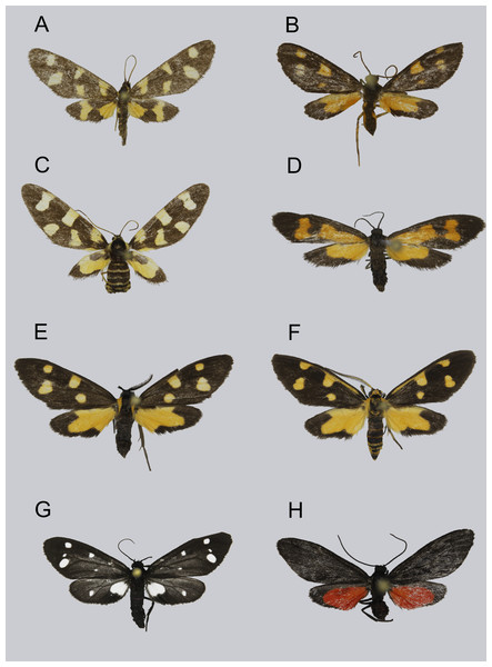 Syntomini of Ambohitantely, resting posture.