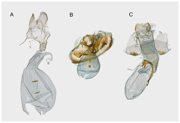 Female genitalia of syntomini of Ambohitantely.