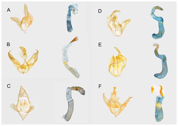 Male genitalia of Syntomini of Ambohitantely.