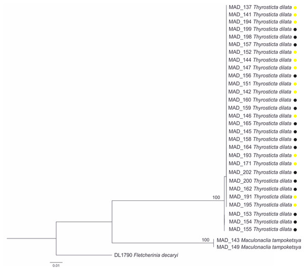 Phylogenetic tree based on a Maximum Likelihood analysis of the barcode region.