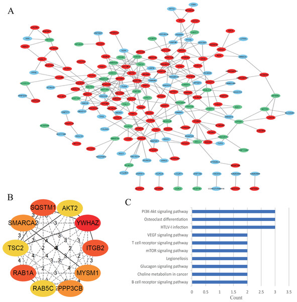 Protein–protein interaction (PPI) network construction and analysis of the most significant module of differentially expressed genes (DEGs).