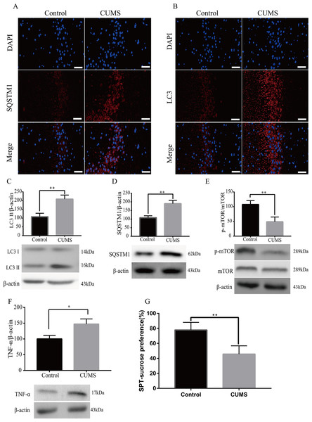 Autophagy related proteins were detected in CUMS rat models.