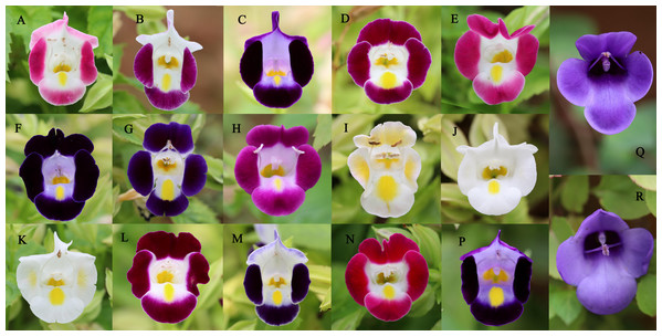 The floral colors for 17 Torenia lines/populations.