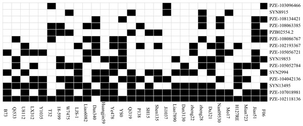 The distributions of the favorable alleles in the 30 elite lines of maize.