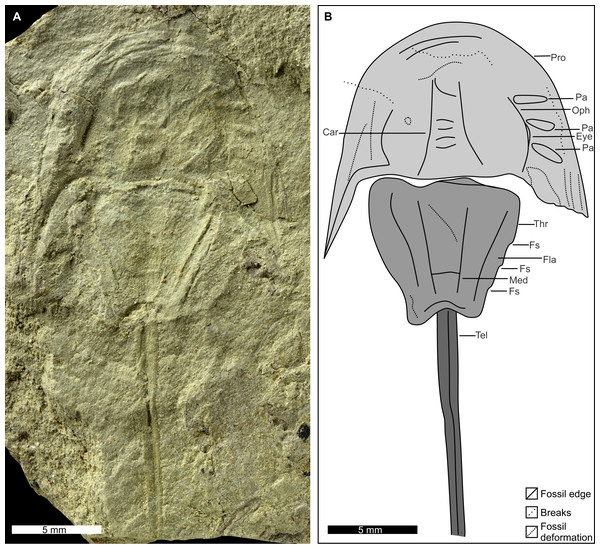 Holotype of Attenborolimulus superspinosus gen. et sp. nov. PIN 5640/220, counterpart.