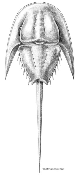 Reconstruction of Attenborolimulus superspinosus gen. et sp. nov.