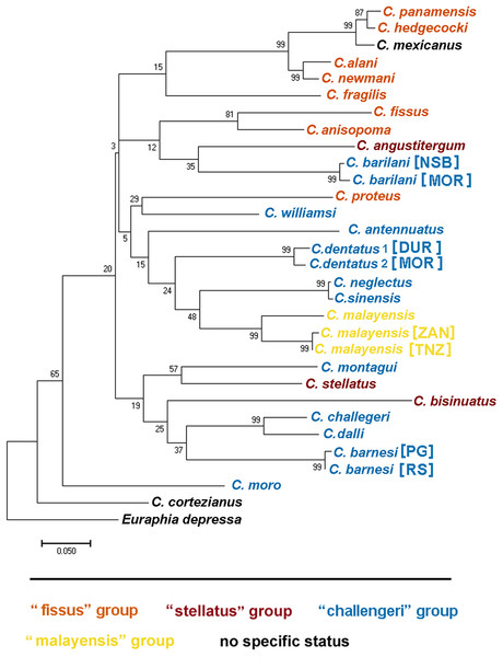 Maximum likelihood phylogeny based on COI gene sequences of nominal species of Chthamalus.