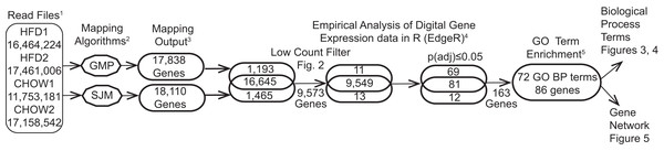 Bioinformatic workflow and results.