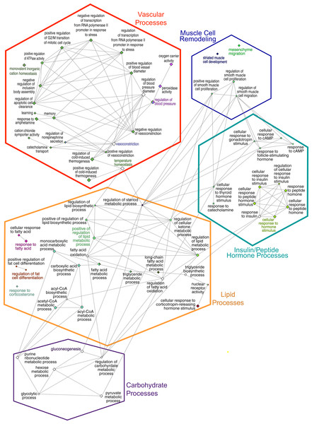 GO Biological Process network.