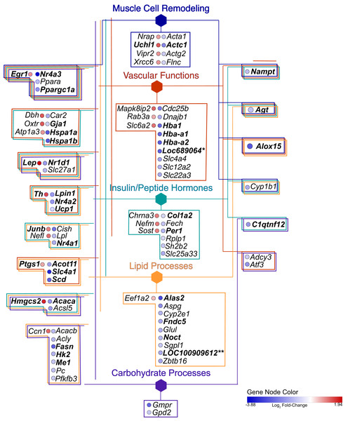 Gene network.