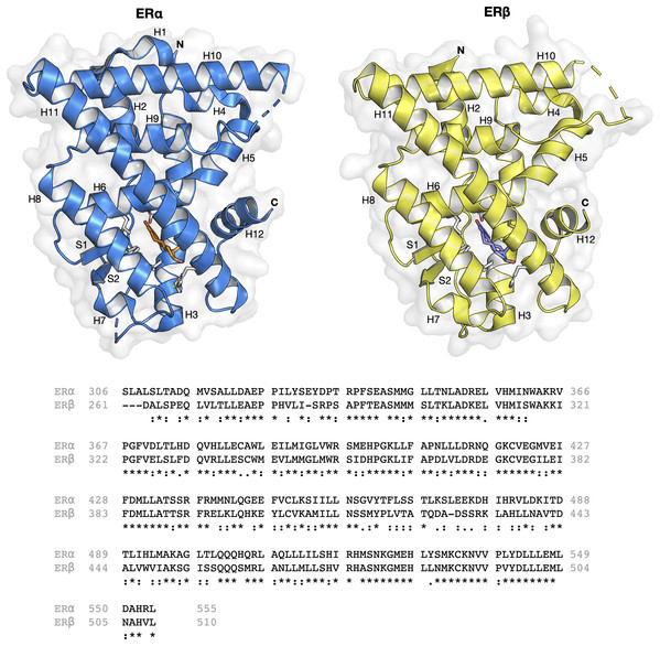 Protein structure and sequence alignment of ER subtypes.