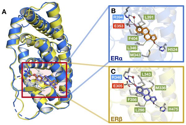 Protein structures of the two ER subtypes.