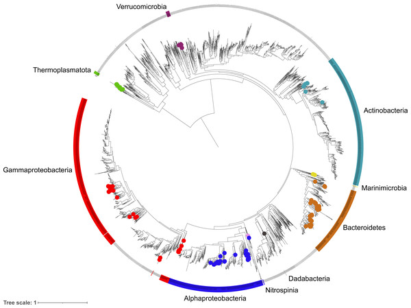 Phylogenetic diversity of metagenome assembled genomes (MAGs) from the Fram Strait.