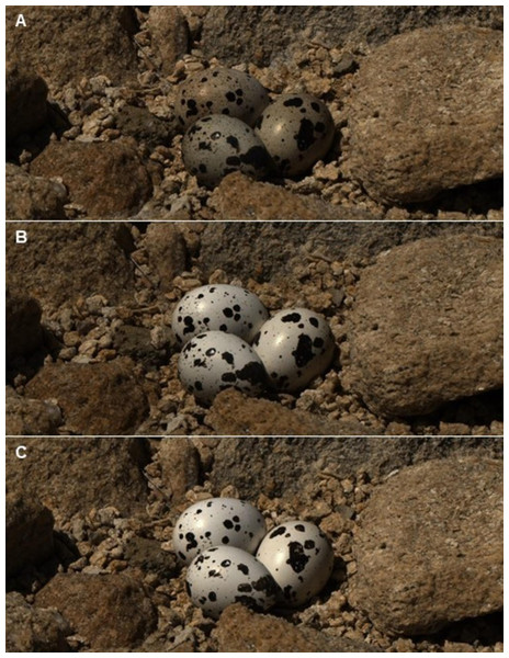 Reflectance images of quail eggs.