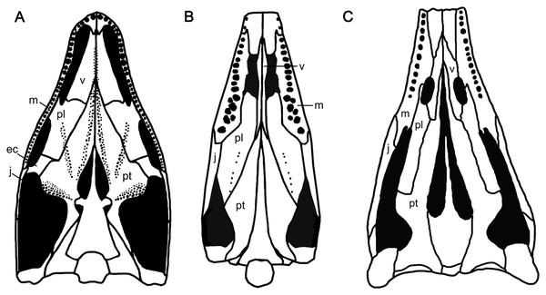 Palatal morphology of select basal diapsid and ichthyosauriforms.