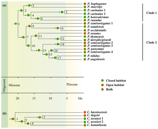 Chronograms for Crotaphopeltis and Philothamnus, with support values from the BEAST analysis of the unconstrained phylogeny (Fig. S1).