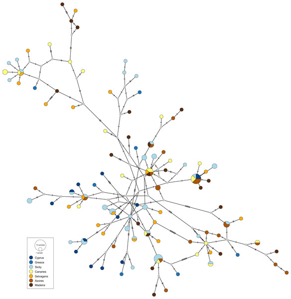 Haplotype network for the mitochondrial control region of Scorpaena maderensis.