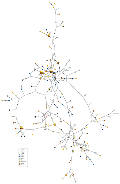 Haplotype network for the nuclear S7 gene of Scorpaena maderensis.