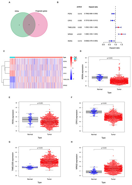 Identification of the candidate genes involved in the circadian cycle in the TCGA cohort.