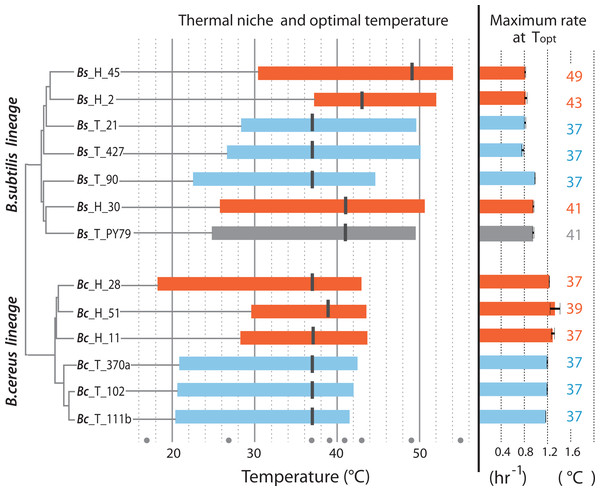 Thermal niche of the B. cereus and B. subtilis lineages from the temperate lagoon and the hot-springs.