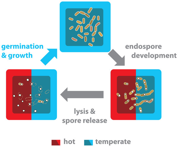 The life cycle of endospore-forming Bacillus from both the hot-spring and temperate environments is completed in a temperate environment.