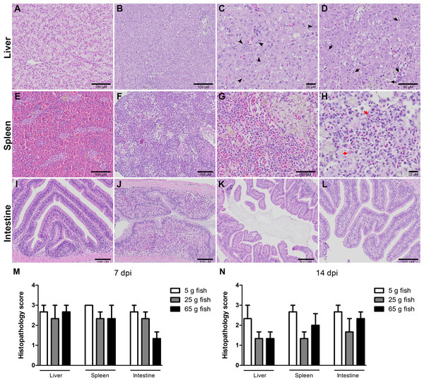 Histopathology score of liver, spleen, and intestine of normal and TiLV-IP challenge fish.