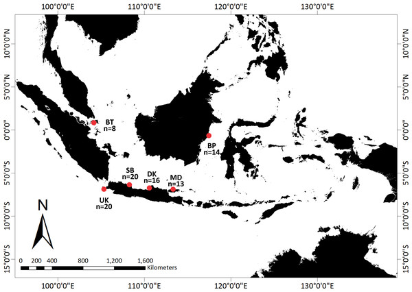 Sampling locations of Tachypleus gigas; There were eight, 14, 16, 13, 20, and 20 samples from Bintan Island (BT) = 8, Balikpapan (BP) = 14, Demak (DK) = 16, Madura (MD) = 13, Subang (SB) = 20 and Ujung Kulon (UK) = 20.