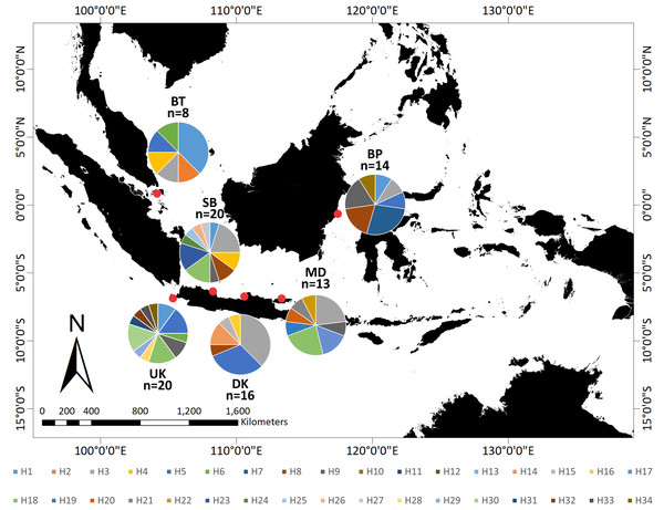 Distribution of 34 haplotypes of Tachypleus gigas population from six locations in around Indonesia.