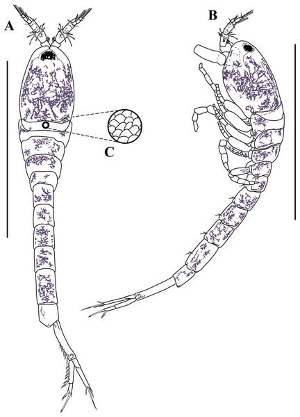 Habitus illustration (male).