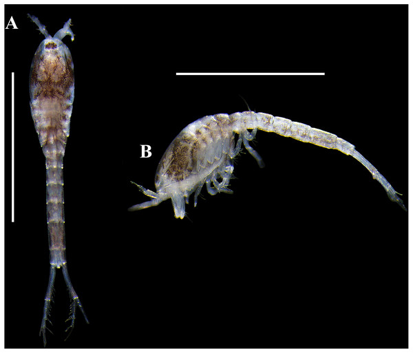 Pictures of habitus of Carinacuma umesi gen. et sp. nov. from Maryland Coastal Bays.