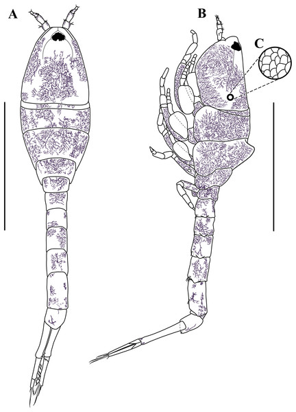 Habitus illustration (ovigerous female).