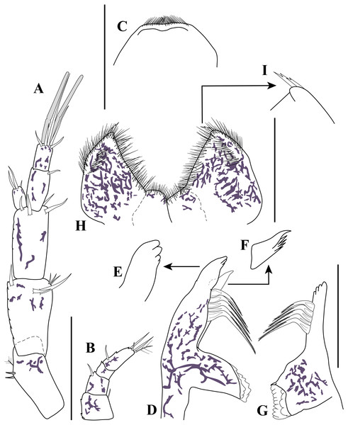 Antennule, antenna, and mouth parts illustrations.