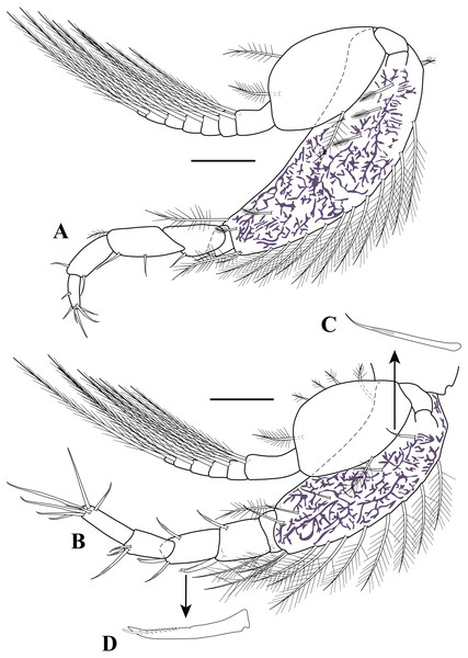 Pereopods and uropod.