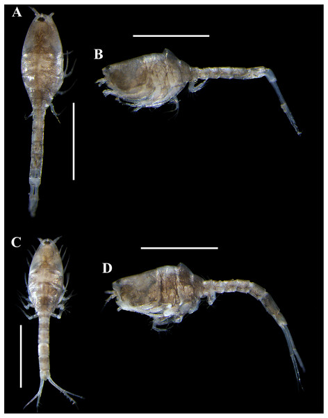 Pictures of habitus of Carinacuma umesi gen. et sp. nov. from Maryland Coastal Bays.