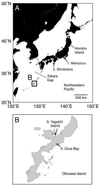 Map of the sampling localities of Spirobranchus kraussii-complex in Japan used in the present study.