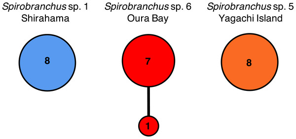 Haplotype networks of Spirobranchus cf. kraussii in the Japanese Archipelago based on the partial nucleotide sequences of the mitochondrial cytb gene.