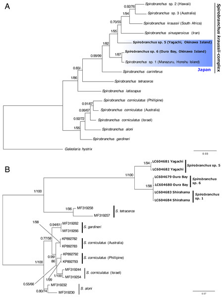 Bayesian phylogenetic trees (A) based on concatenated dataset (mitochondrial cytb + nuclear 18S rRNA gene sequences) and (B) the ITS2 region of the species of Spirobranchus.