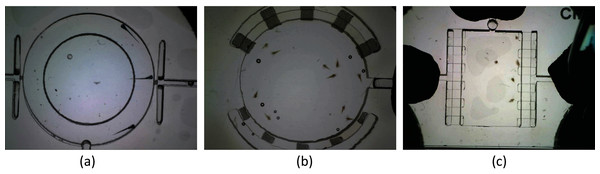 Microscopic video frame examples of (A) zebrafish larvae (960 pixels × 1280 pixels), (B) Artemia franciscana (480 pixels × 640 pixels), and (C) Daphnia magna (480 pixels × 640 pixels).