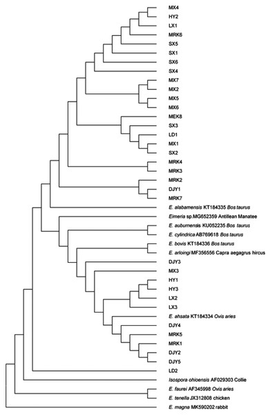 Phylogenetic tree of Eimeria sp. based on the 18S rRNA gene sequence.