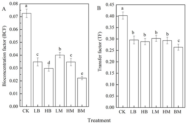 Bioconcentration factors (BCF) (A) and transfer factors (TF) (B) of maize grown at Pb contaminated soil.