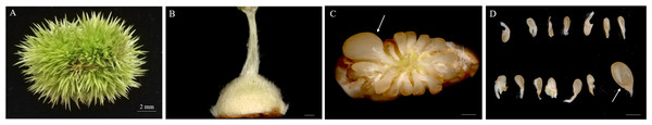 Morphologies of Chinese chestnut burrs, ovaries and ovules.