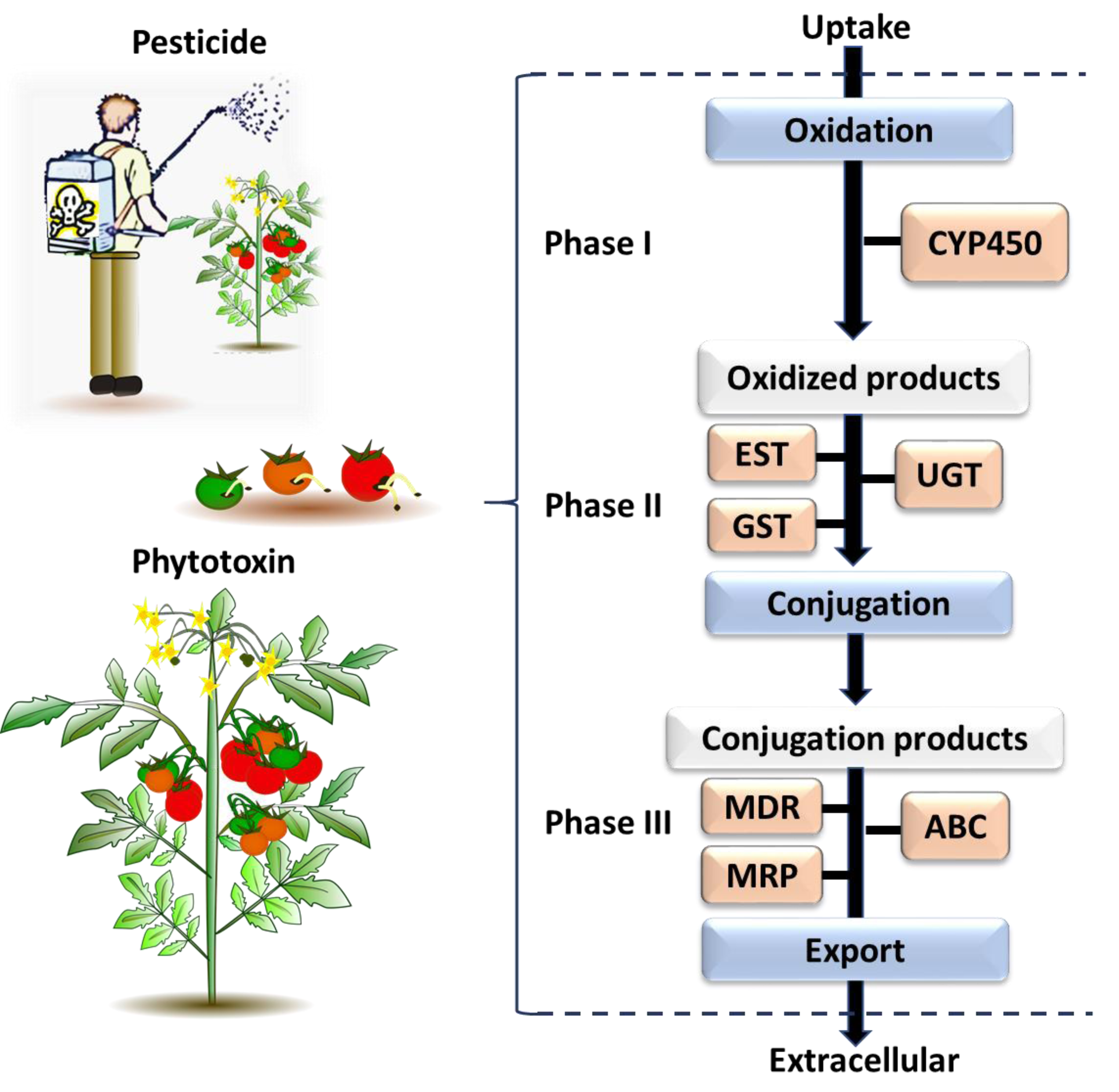 Gene selection for studying frugivore-plant interactions: a review and ...