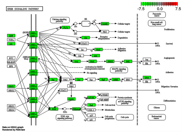 ErbB signaling pathway map.