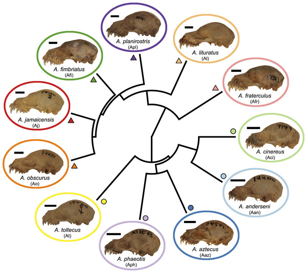 Phylogeny of the Artibeus. species complex.
