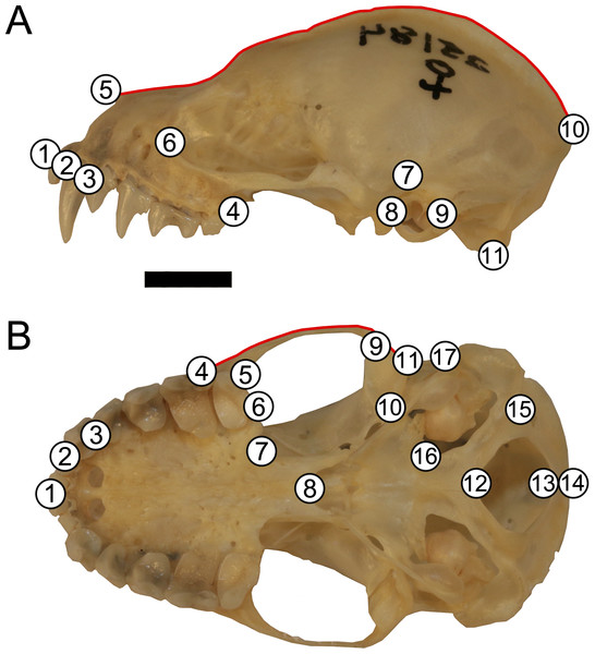 Landmark configuration for specimens in (A) lateral and (B) ventral views.